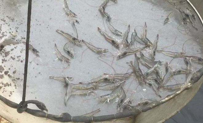 对虾养殖户警惕：饲料喂的越多死的越快！会养虾的老师傅都这样做