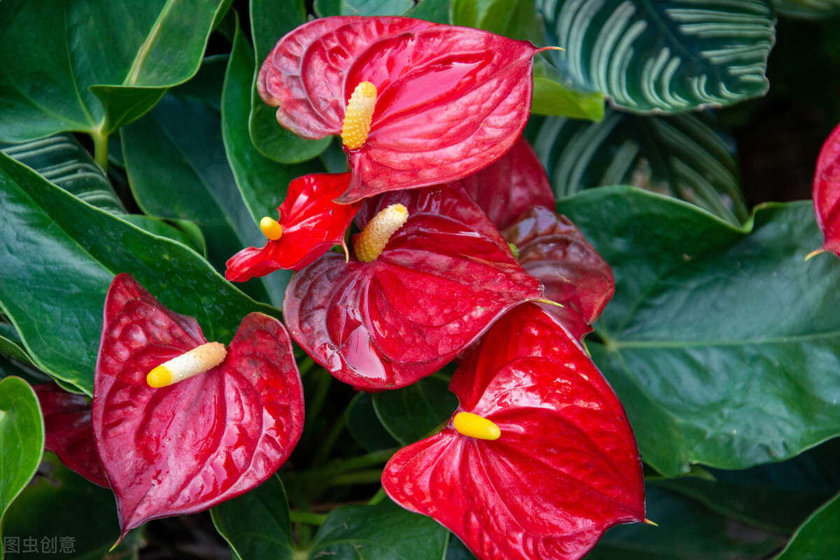 那些令人赞叹的庭院花卉,5种庭院生活方式的花卉