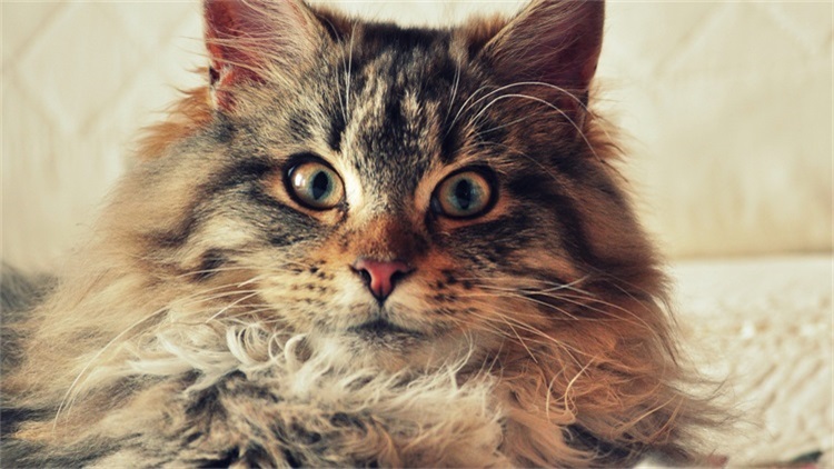 猫干呕有什么症状,猫干呕是什么原因引起的