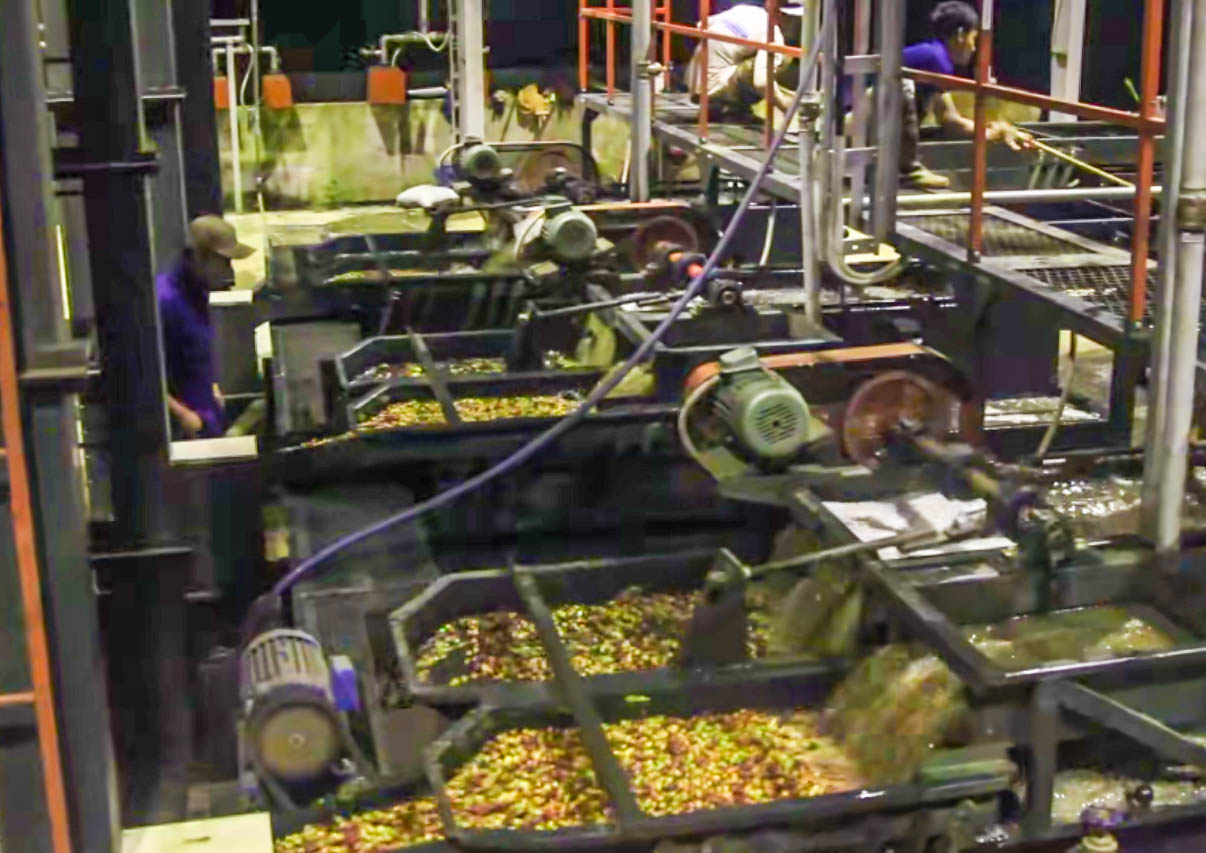 老挝中资工厂工资,老挝华人咖啡工厂