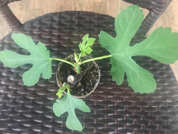 盆栽无花果结果后如何管理,盆栽无花果挂果后怎么养