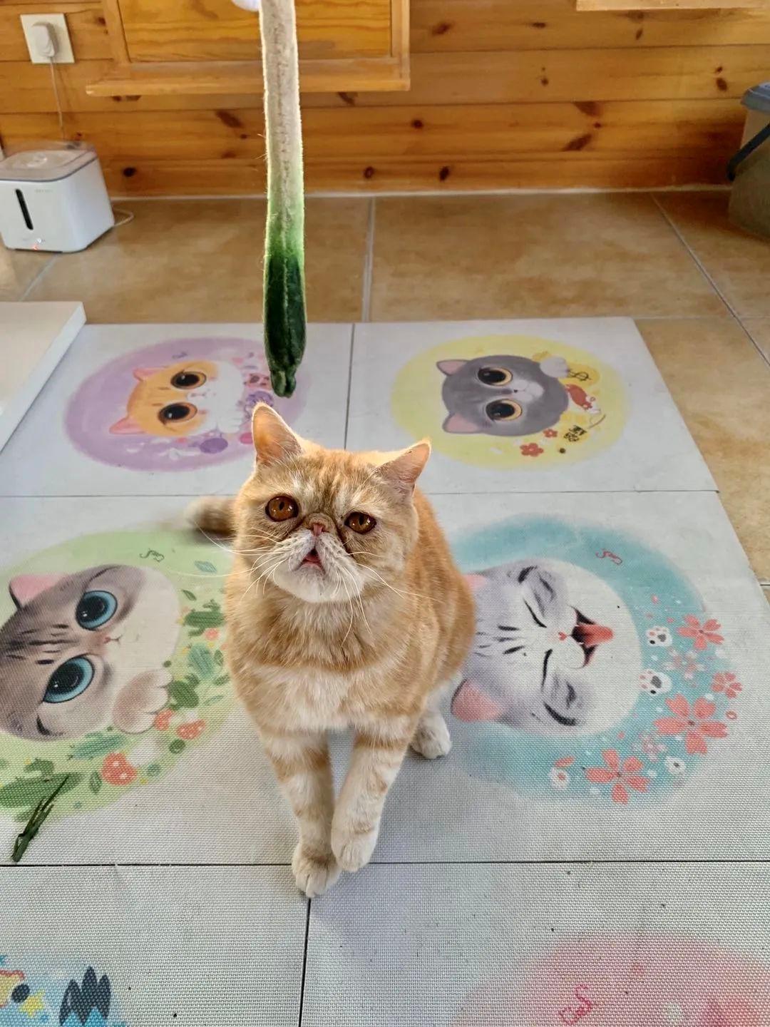 小猫咪为什么喜欢在阳光底下翻滚,小猫咪为什么爱偷袭