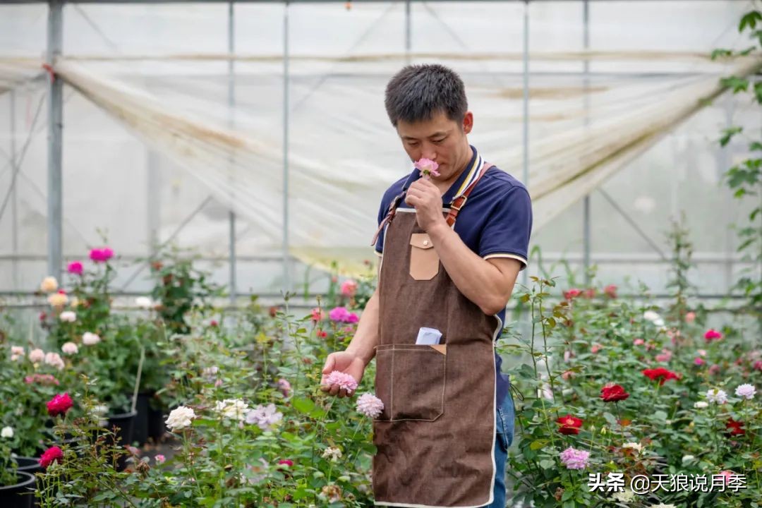 天狼自育抗病强品种,天狼自育浓香品种