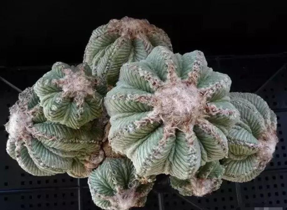 现在的天价多肉,多肉的由来和来历