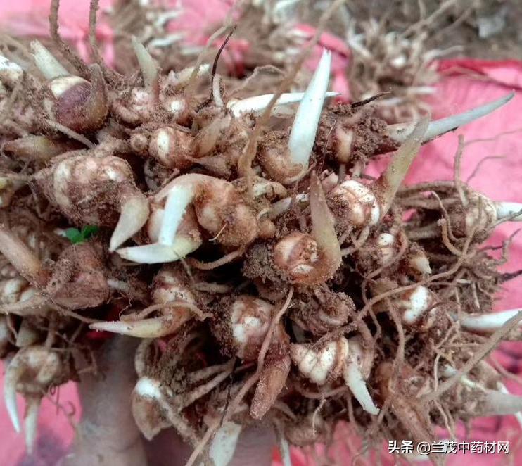 了解中药材涨价品种近日行情,今日昆明中药材价格