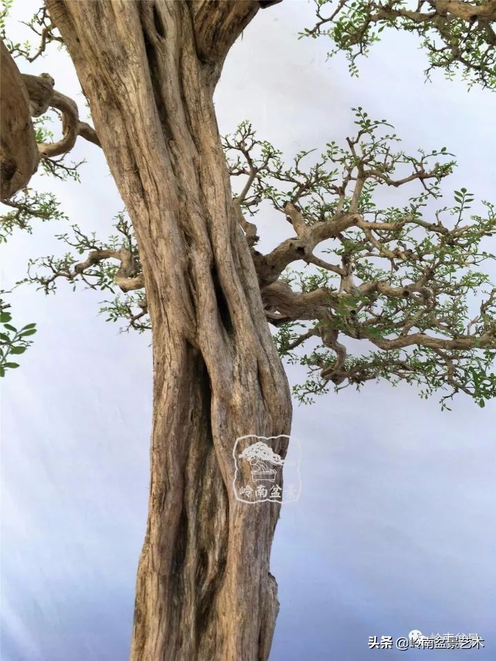 骞哥涔呬箙鐢滅敎铚滆湝,骞哥涔呬箙