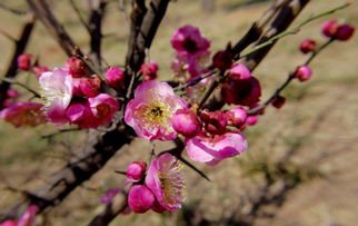 用什么成语来形容足球之多,用一个成语来形容足球比赛的精彩