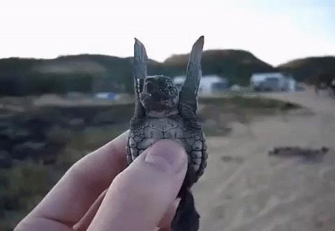 有壳的动物有哪些,有壳的动物有哪些呢