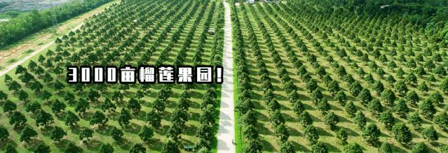 泰国榴莲咖啡奶茶,泰国皇家榴莲咖啡