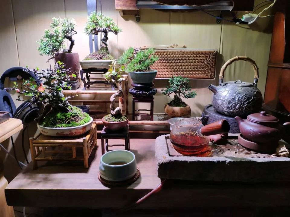 适合初学者制作的盆景造型,2016年最新盆景制作以及盆景欣赏