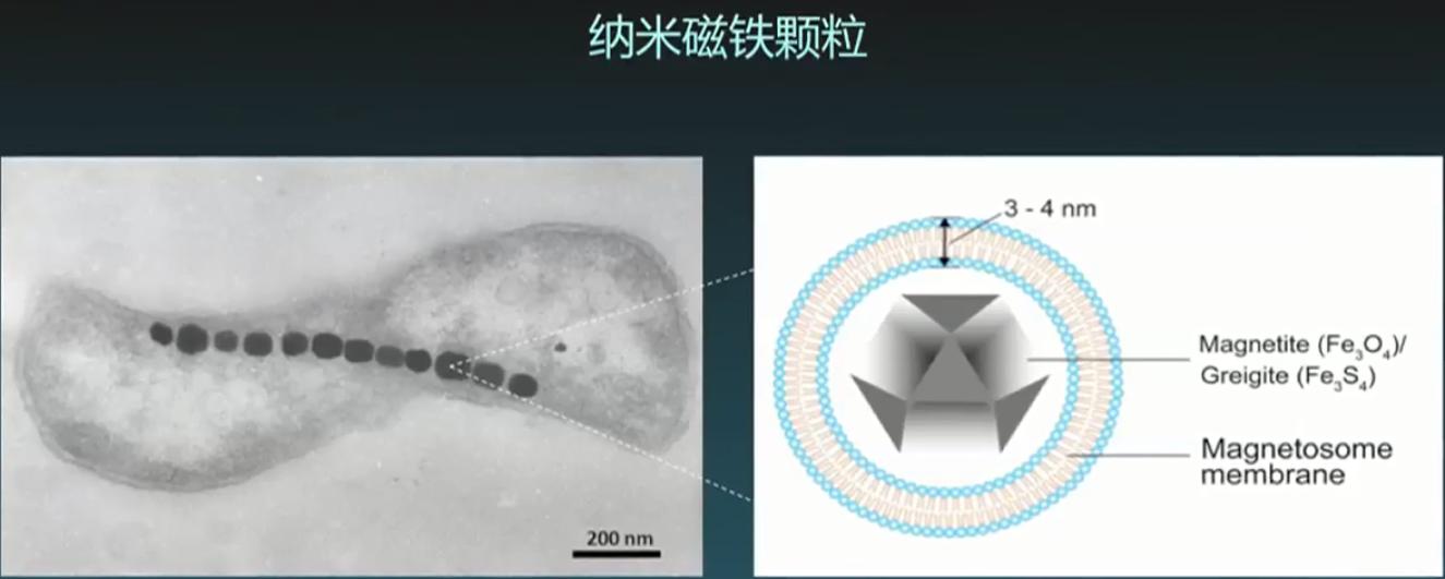 生物可降解塑料前景,生物可降解塑料是什么原料