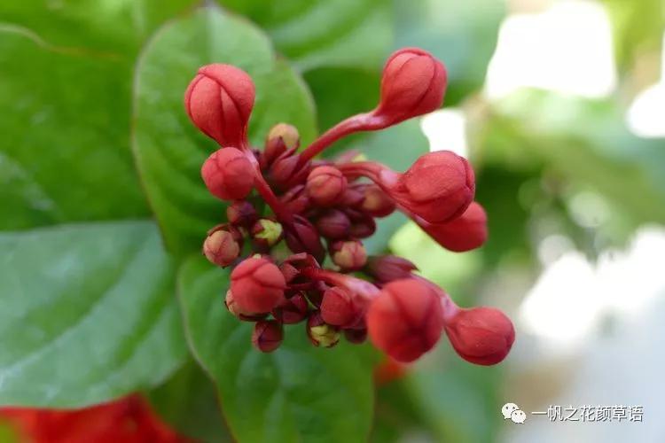 美丽赪桐（Clerodendrumspeciosissimum）