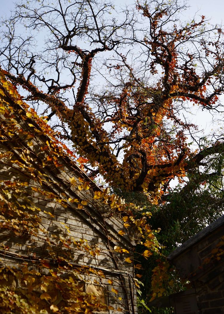 金色的北京犬,金色的北京现代汽车