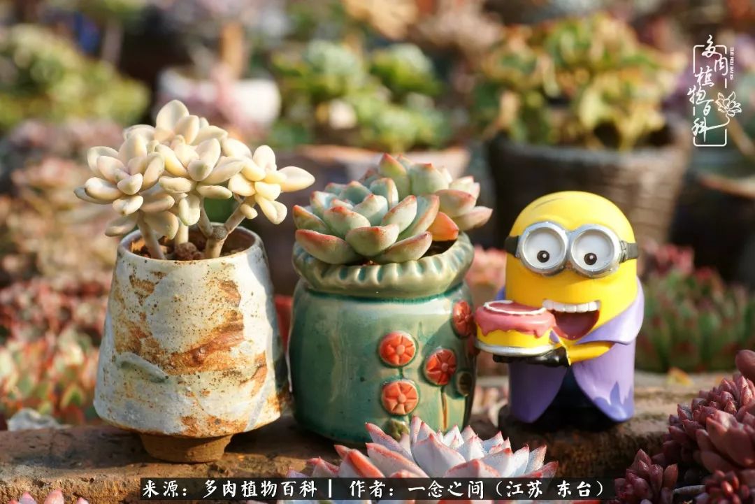 对多肉植物的爱心寄语,赏兰花感言