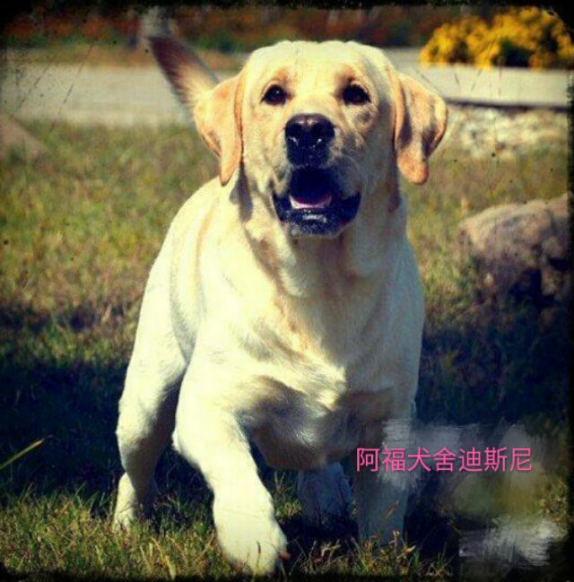 英系与美系金毛和拉布拉多,拉布拉多分为美系和德系英系