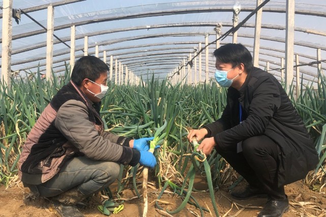 葱农年前囤的葱快烂了,如何是好?