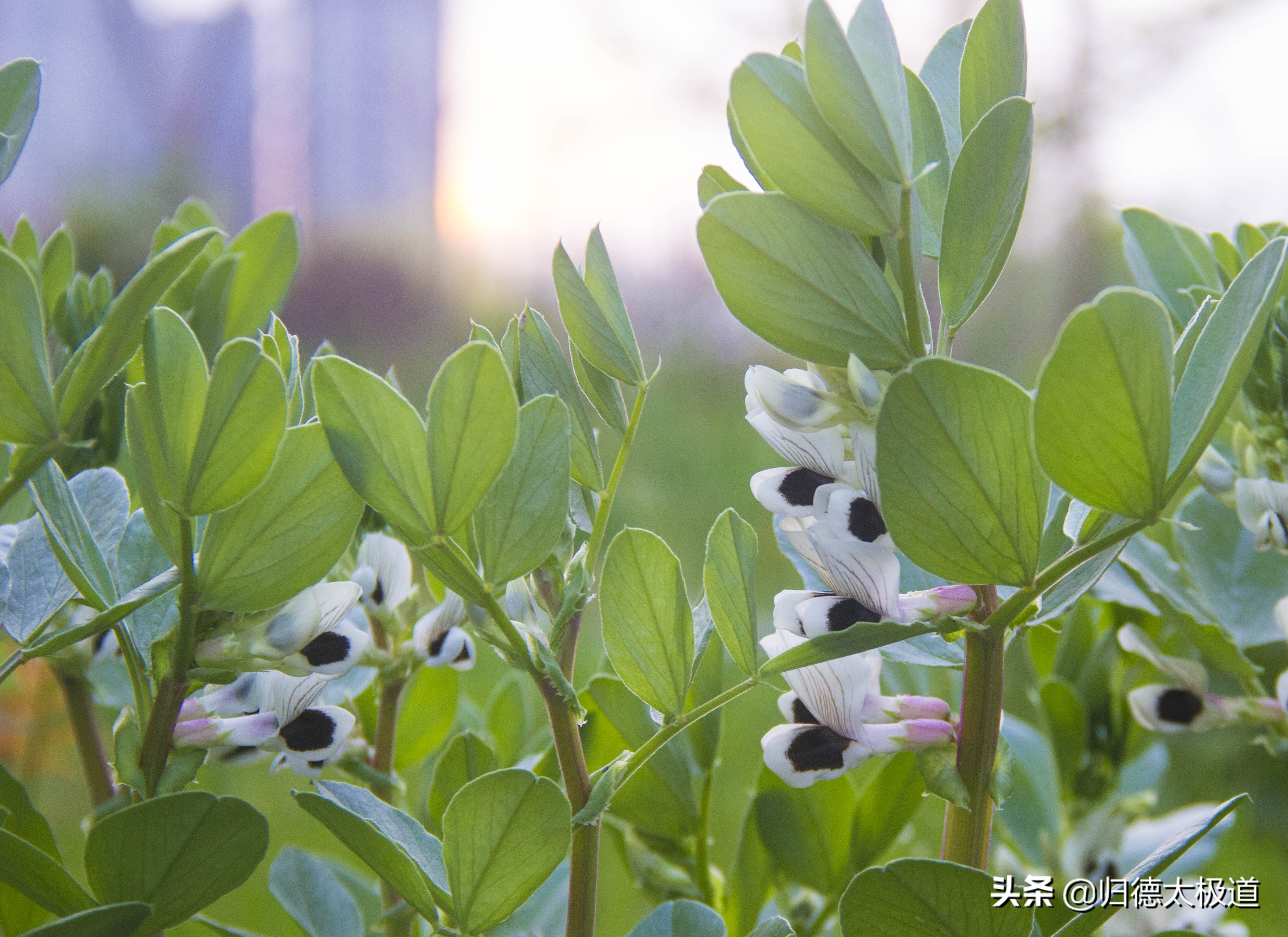 “东风袅，蝶花妖，俏蕊风流自艳摇”。少有人欣赏，它是谁？