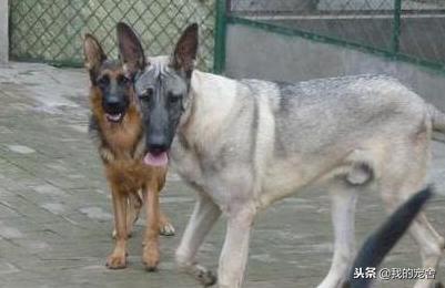 狗场买的狗多少会有点问题,狗场买的狗要注意什么