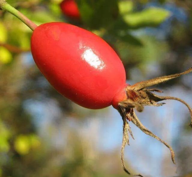 月季玫瑰蔷薇的果实,蔷薇玫瑰月季怎么分辨