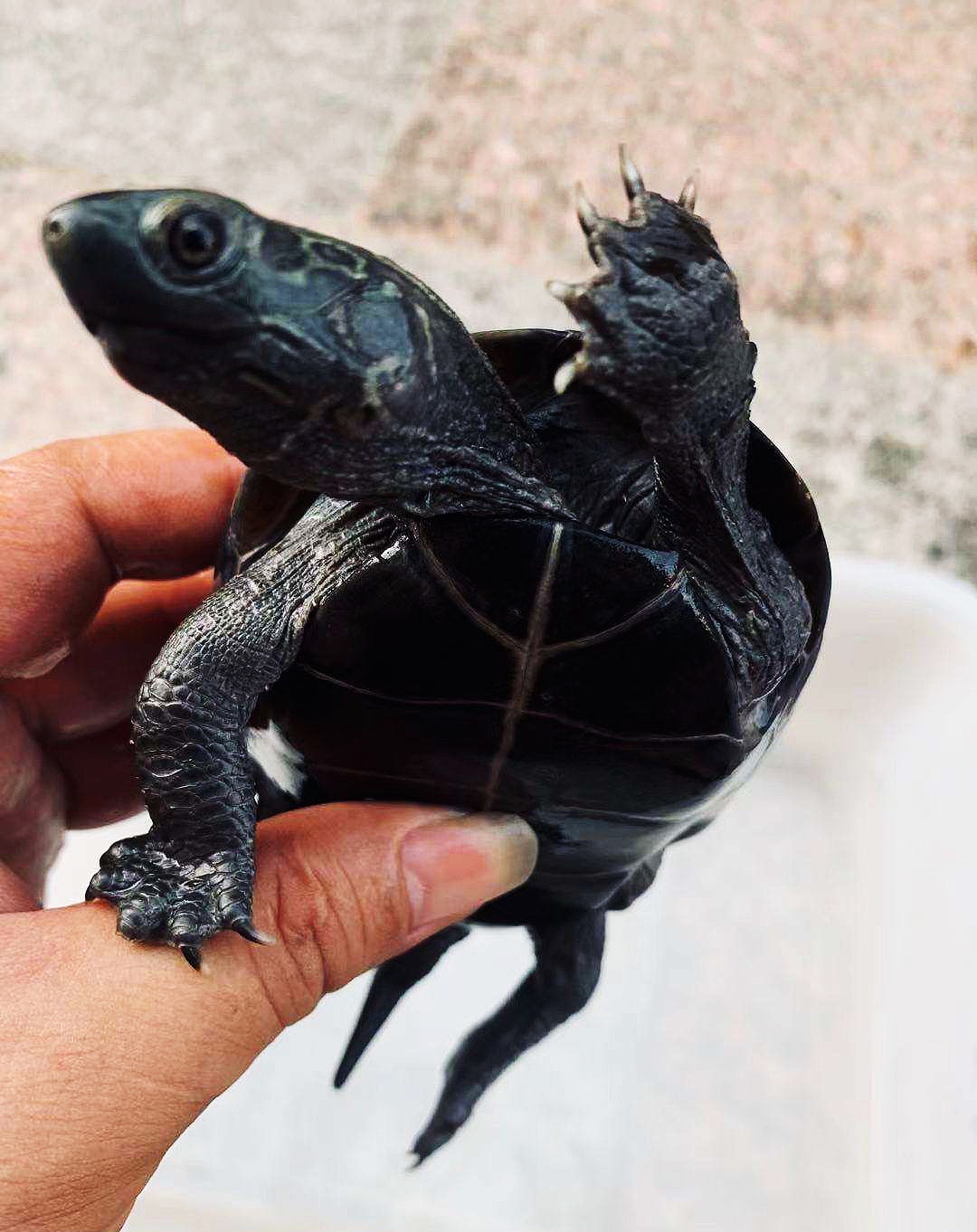 乌龟宠物攻略,乌龟宠物诊疗