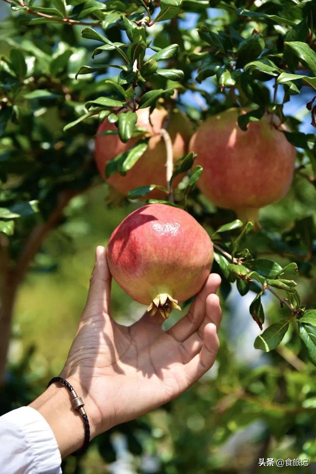 哪种突尼斯软籽石榴最好吃,突尼斯软籽石榴可以喝的石榴