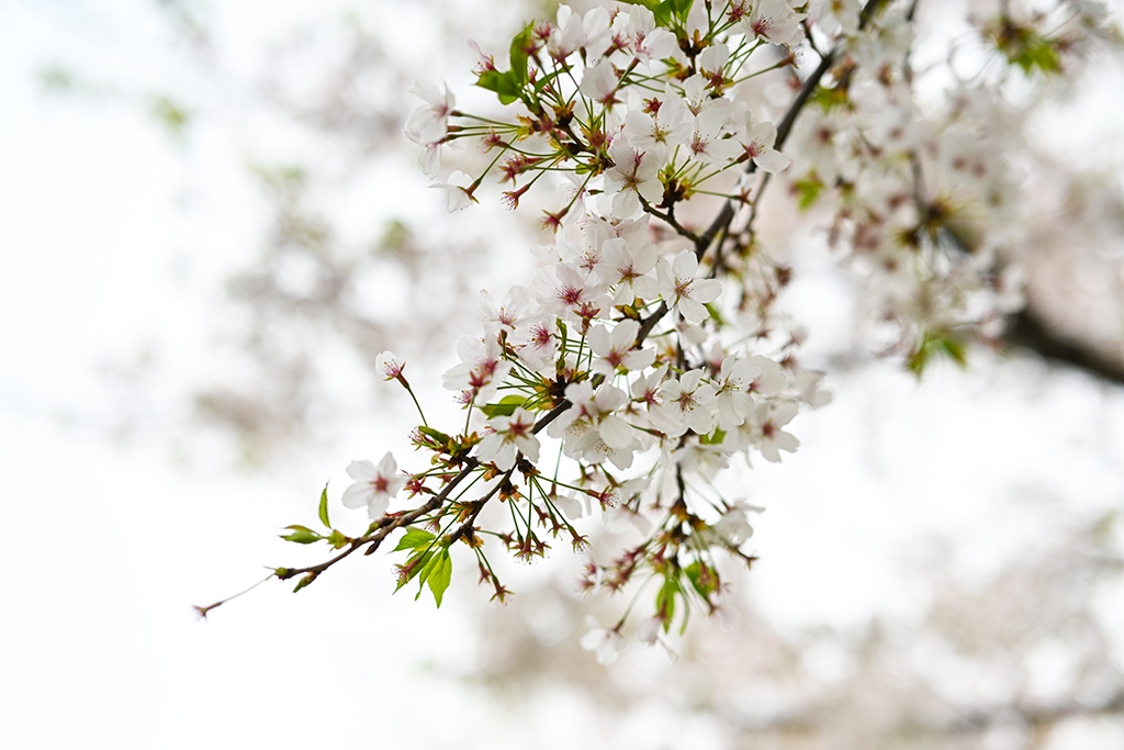 尼康新发售z50mmf1.2s镜头,尼康超大镜头