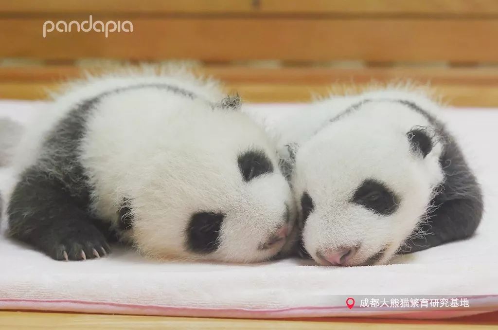 冬天就是要拥抱,冬季拥有温暖的抱枕