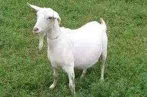 你是不是正宗武威人，一句话就能证明