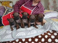 中国本土猎犬犬种有哪些,川东猎犬杂交广西猎犬