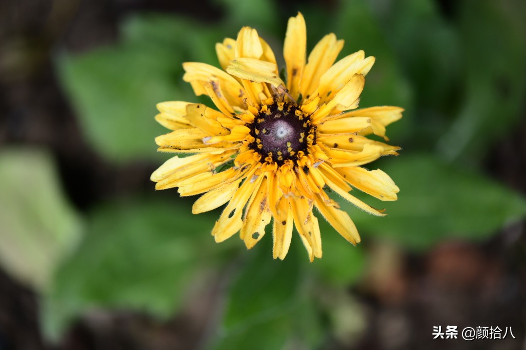 赶尽杀绝，花园里最痛恨的虫子|园丁