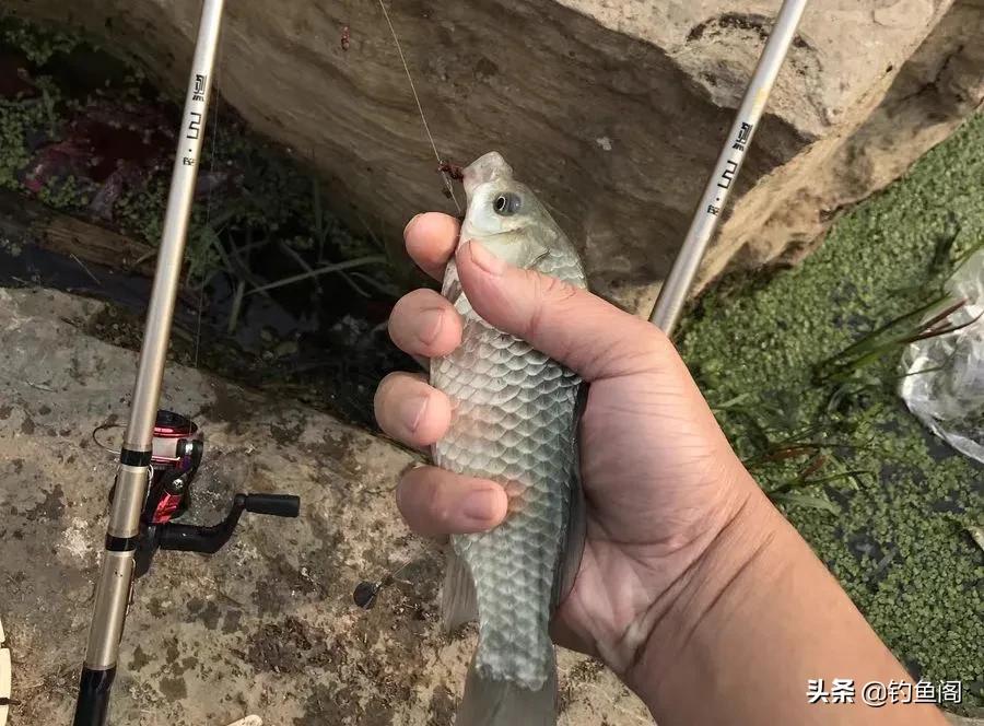 筏竿串钩用蚯蚓好还是红虫颗粒好,筏竿串钩挂蚯蚓能钓什么鱼