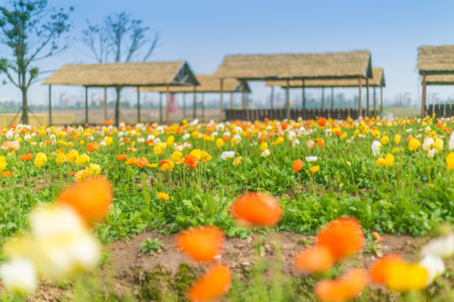 张家港市各镇经济排名,张家港第一大强镇