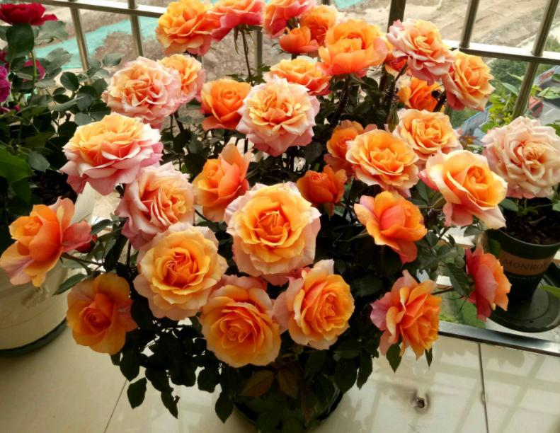 月季中的开花劳模,超微月季一年四季都能开花