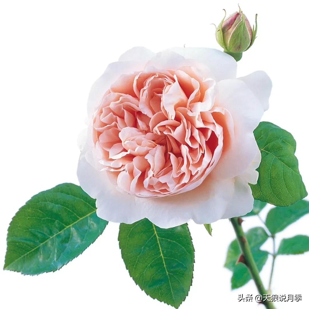 诗情与花意｜这些谜一般的月季，解不开被遗忘的过去