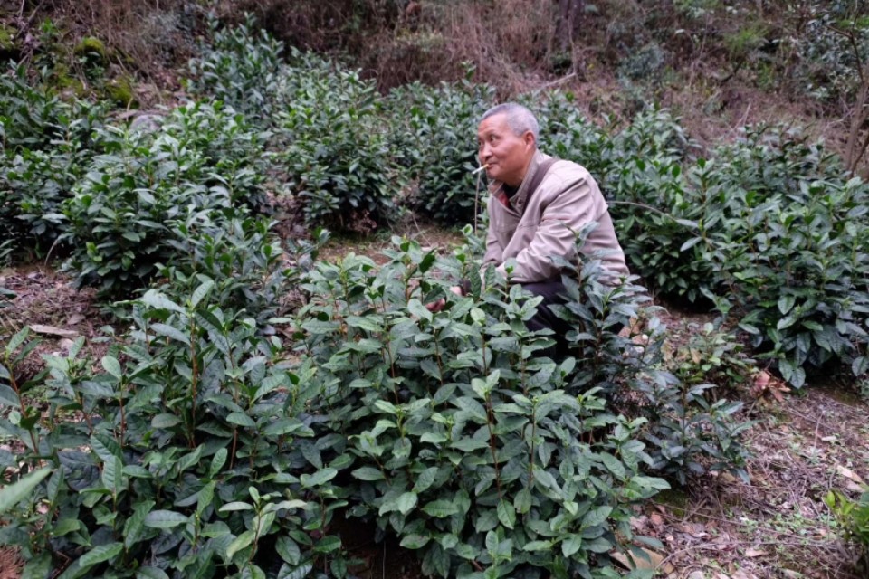 黄山毛峰的了解,了解黄山毛峰