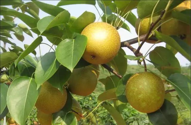 菜吧农场在哪里,日本最出名的10个农场