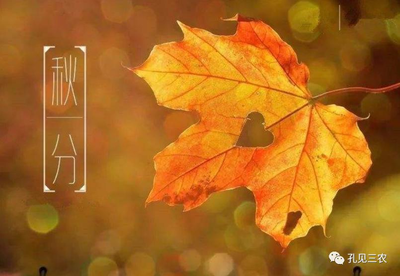 今天是秋分上午好问候图片,今天是秋分节的感悟