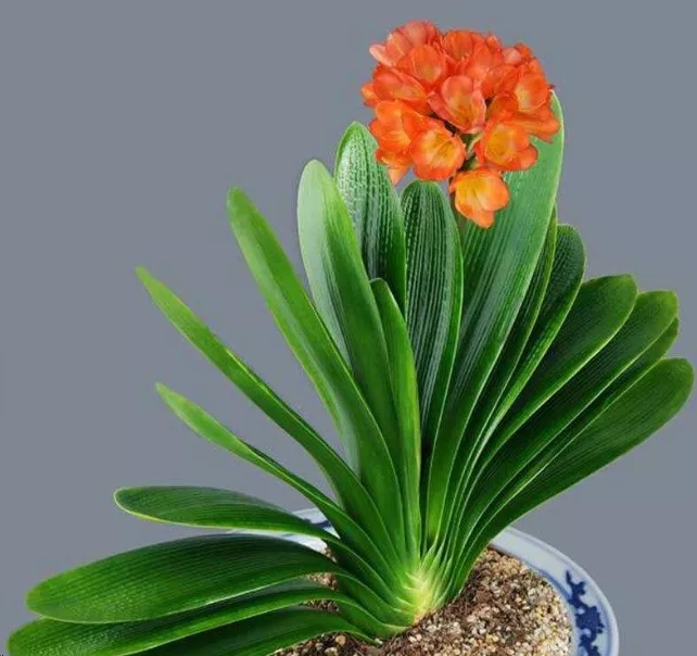 君子兰叶片宽窄不一样,君子兰叶子长棱不平坦是什么问题