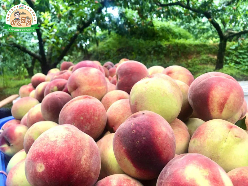 永乐艳红桃采摘,永乐黄桃采摘