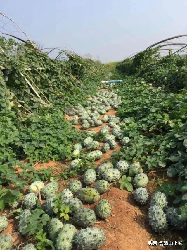 带刺的火参果,天价火参果