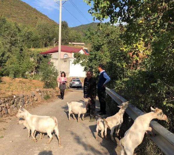 保康：大柳树下的“扶贫故事”