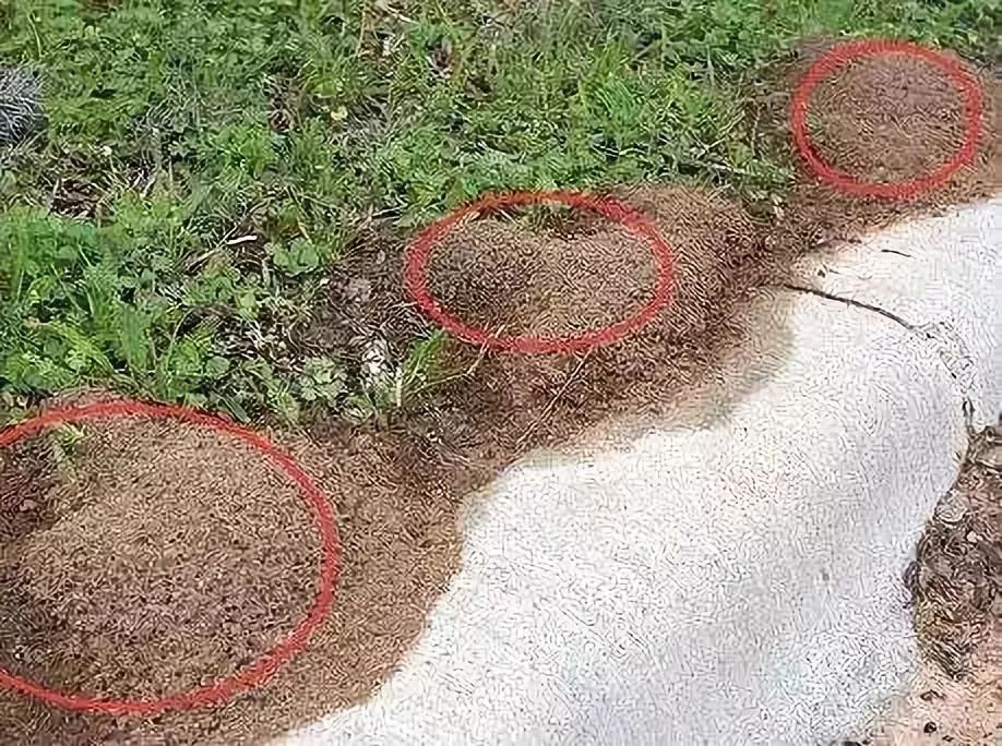 10年入侵169个县，南方多地泛滥成灾，十分危险，遇到要小心