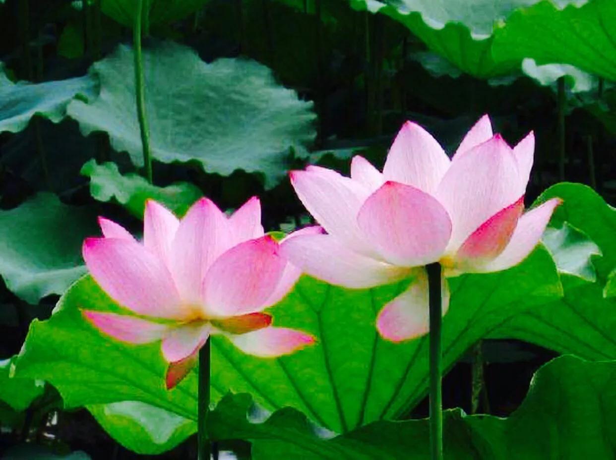 王天中真中（报告文学）