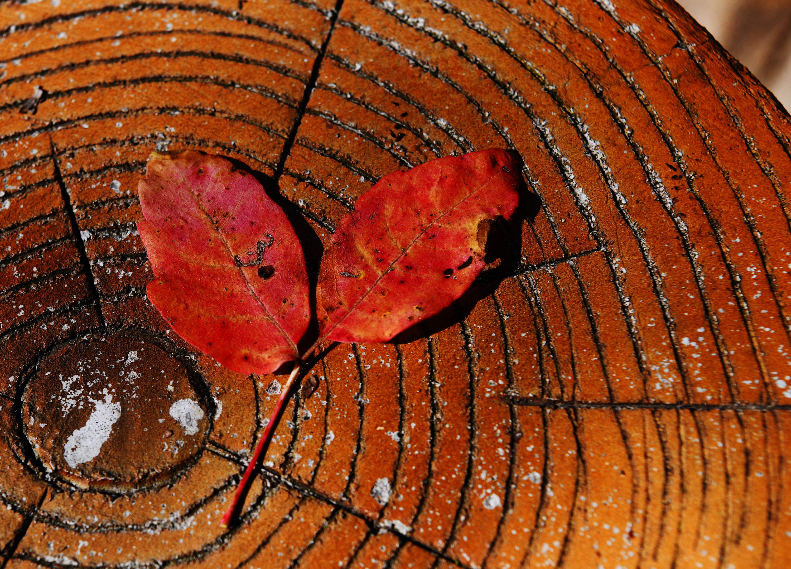 落英缤纷是落花吗,落英缤纷是叶子吗