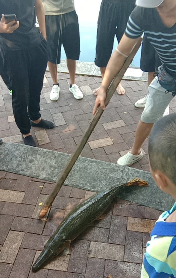 鱤鱼、鳄雀鳝、红尾鲶，广西一锦鲤池频现“吃鱼怪”，谁放的？