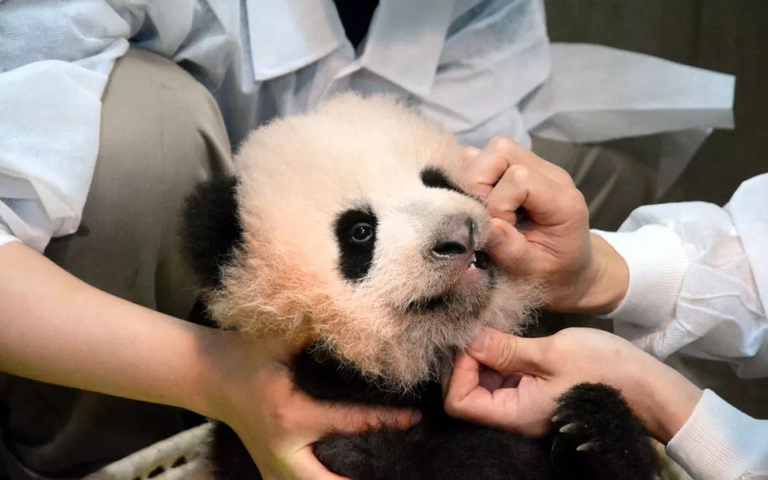 马来西亚为啥退换大熊猫,马来西亚退还中国大熊猫是真的吗