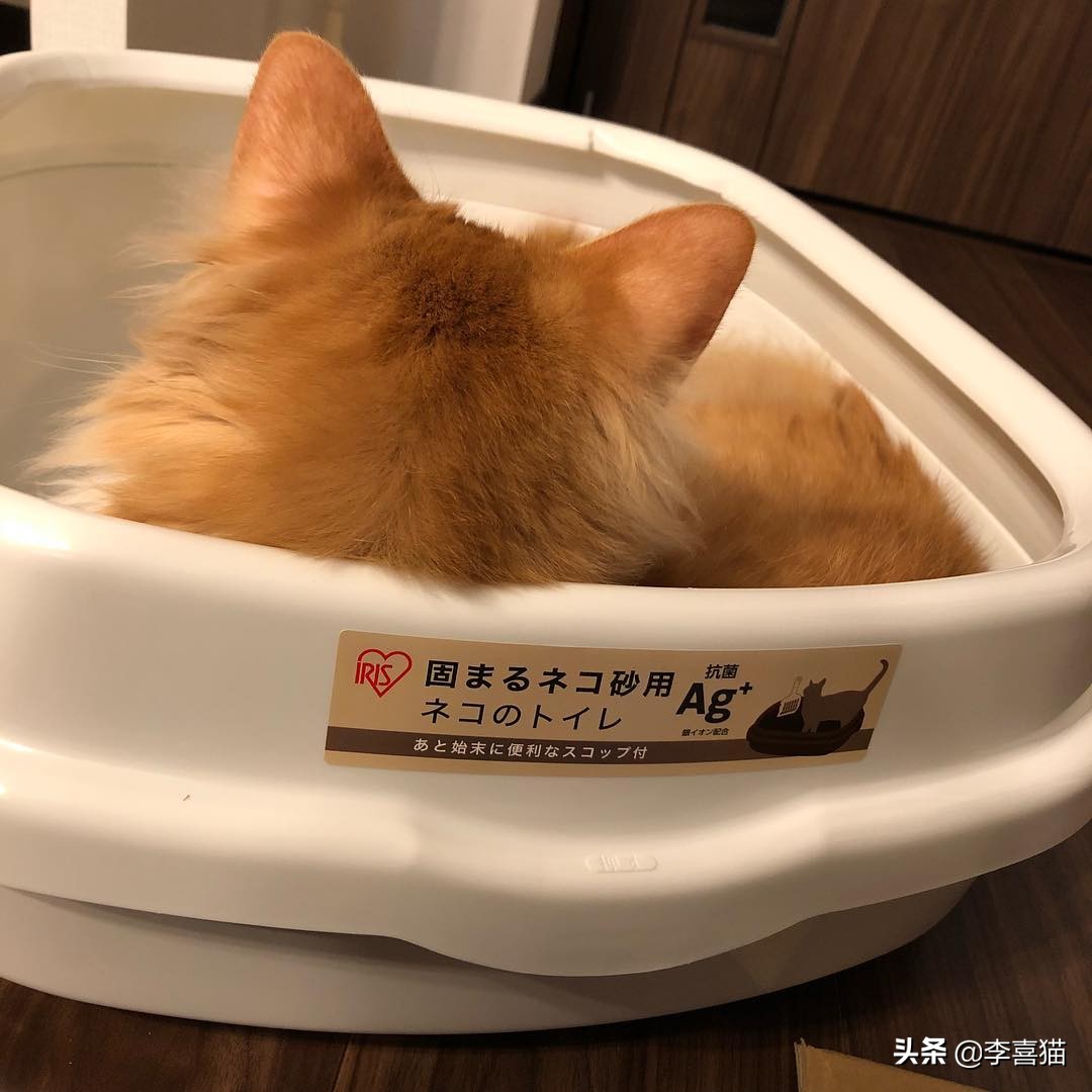 辟谣猫咪不能戴铃铛,猫咪没事喜欢咬着玩