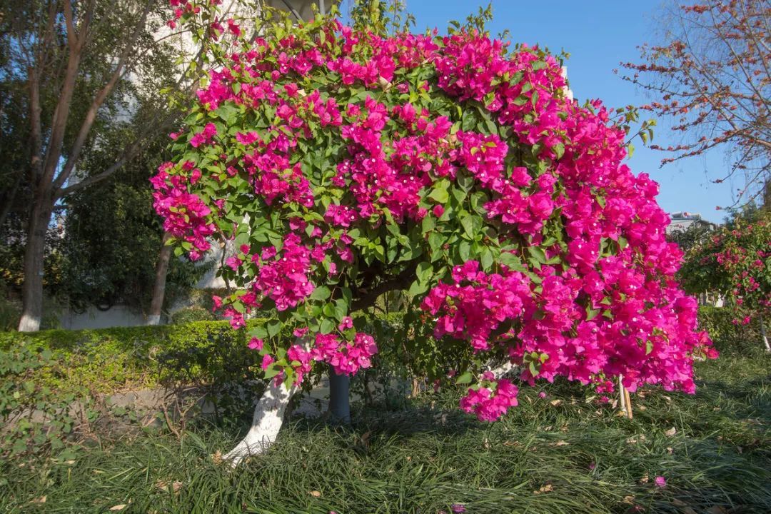 100种常见观叶植物图鉴史上最全,农村常见的100种植物