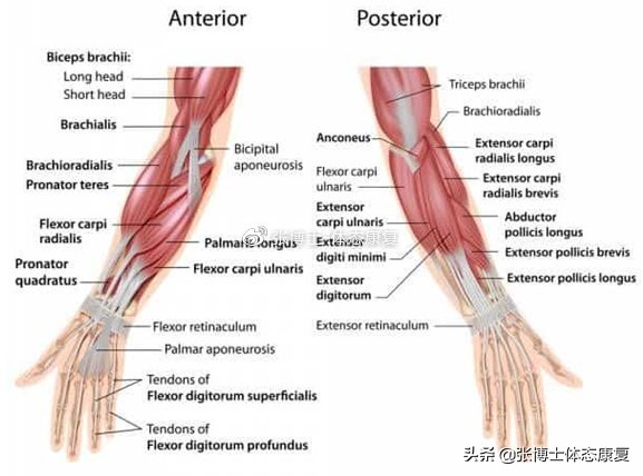 手腕关节灵活性练习方法,腕关节灵活性训练方法