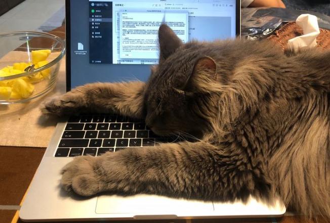 这辈子一定要养一个猫,这辈子一定要养只满眼都是你的狗